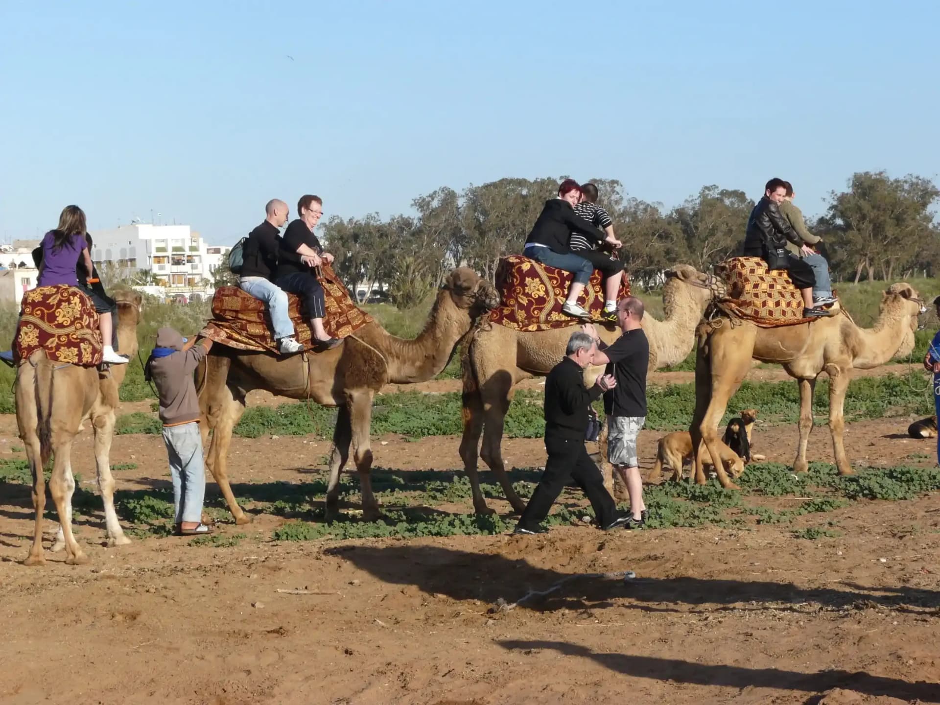 Agadir Camel Ride: Sunset Trek, Flamingo River & Mint Tea thumbnail 6