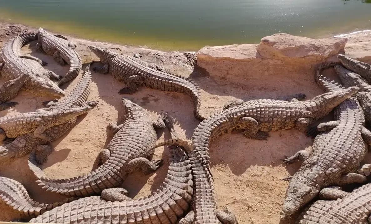 Crocoparc Agadir: Crocodile Park & Botanical Garden Tour thumbnail 3