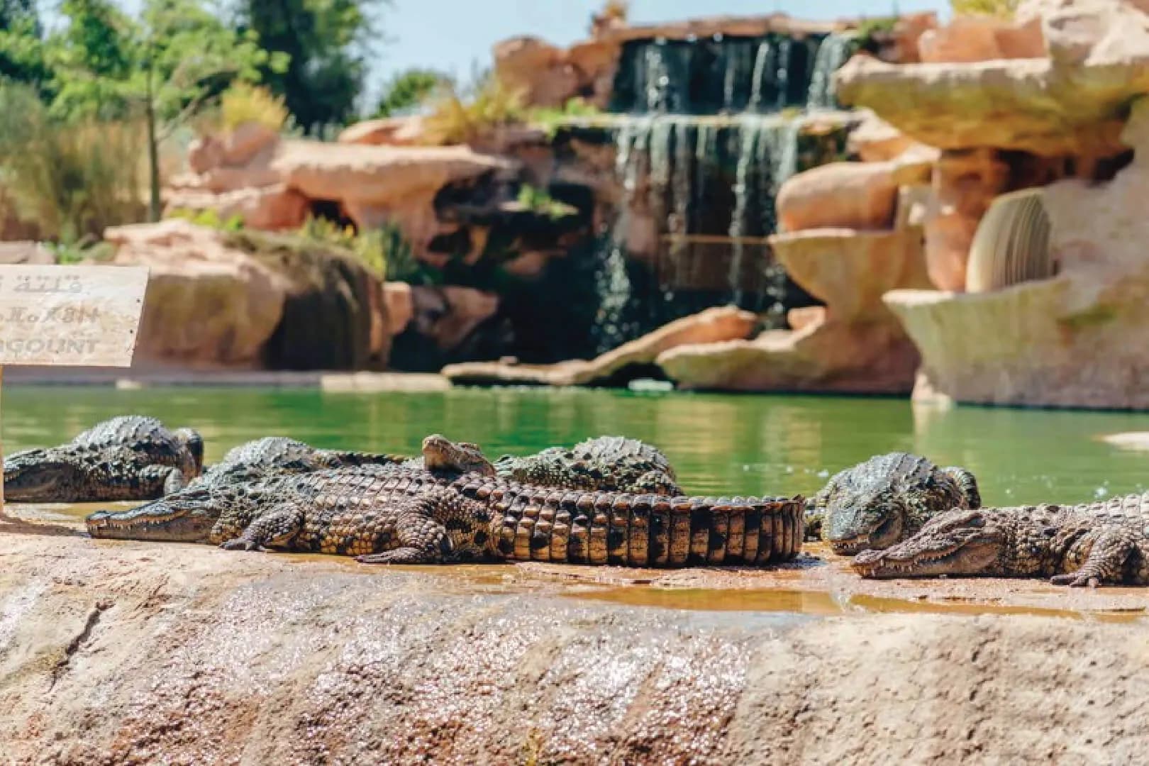 Crocoparc Agadir: Crocodile Park & Botanical Garden Tour thumbnail 5