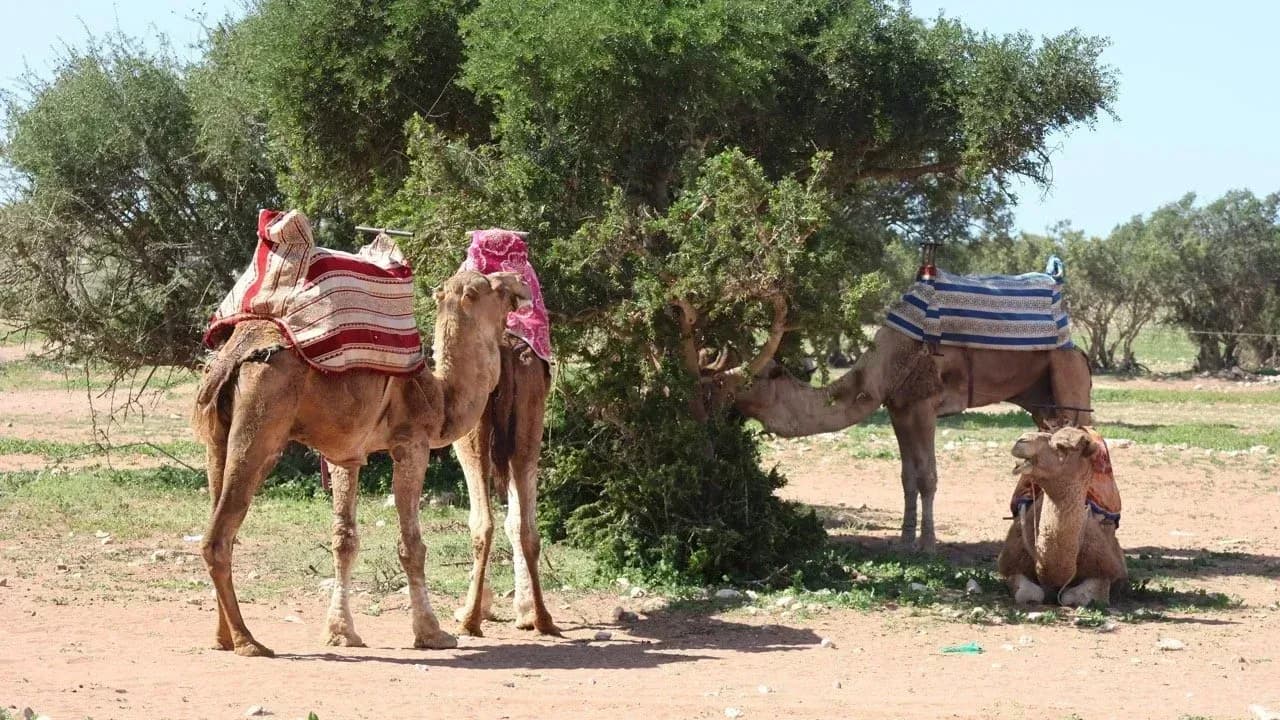 Half-Day Dune Buggy Adventure thumbnail 6