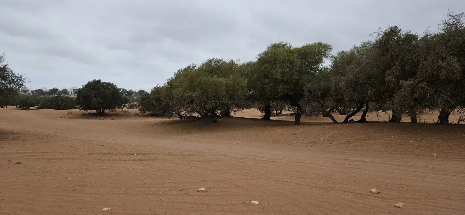 Self-Drive Buggy Adventure