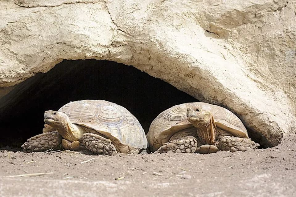 Agadir City Highlights & Crocoparc Combo – Culture & Wildlife Tour