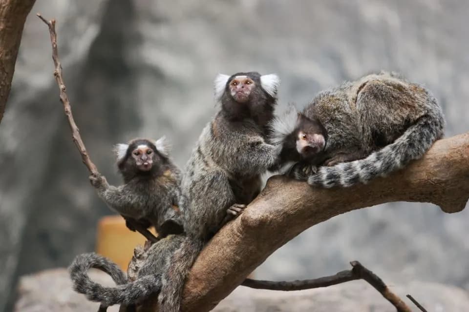 Agadir City Highlights & Crocoparc Combo – Culture & Wildlife Tour thumbnail 10