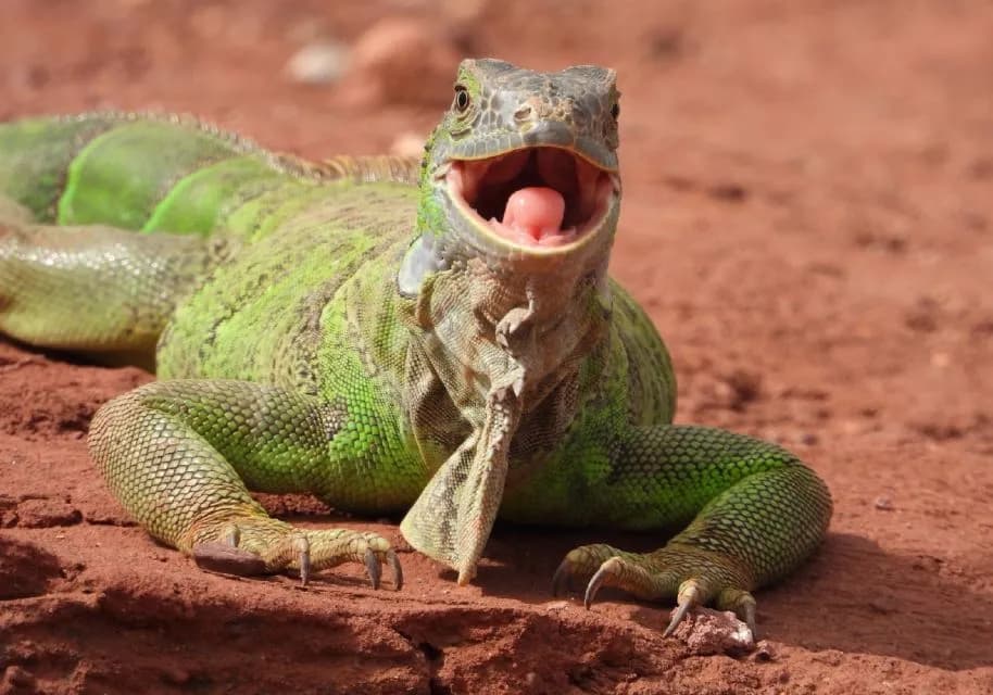 Agadir City Highlights & Crocoparc Combo – Culture & Wildlife Tour thumbnail 13