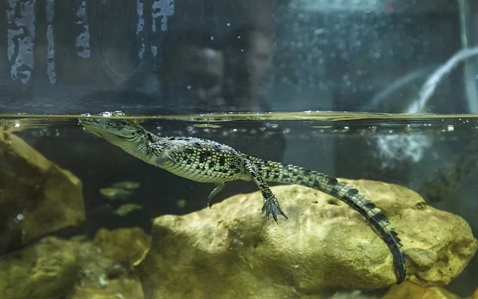 Agadir City Highlights & Crocoparc Combo – Culture & Wildlife Tour thumbnail 14