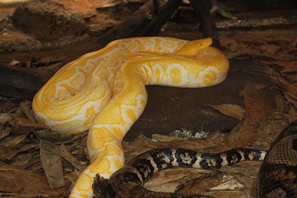 Agadir City Highlights & Crocoparc Combo – Culture & Wildlife Tour thumbnail 1