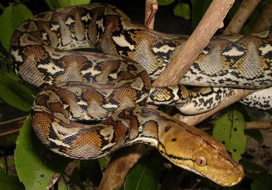 Agadir City Highlights & Crocoparc Combo – Culture & Wildlife Tour thumbnail 15