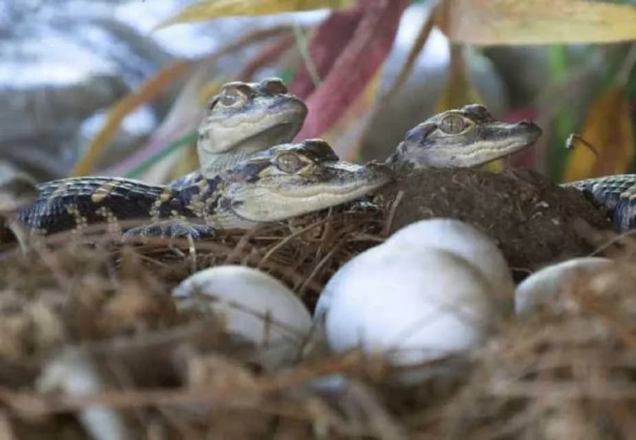 Agadir City Highlights & Crocoparc Combo – Culture & Wildlife Tour thumbnail 2