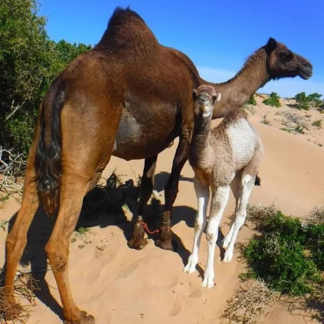 Souss-Massa National Park Quad Tour thumbnail 5