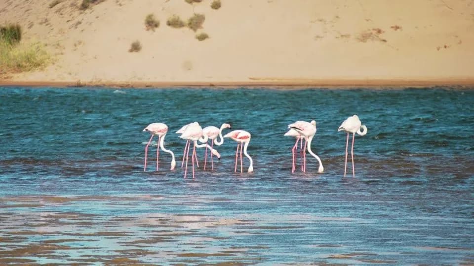 Souss-Massa National Park Quad Tour thumbnail 8